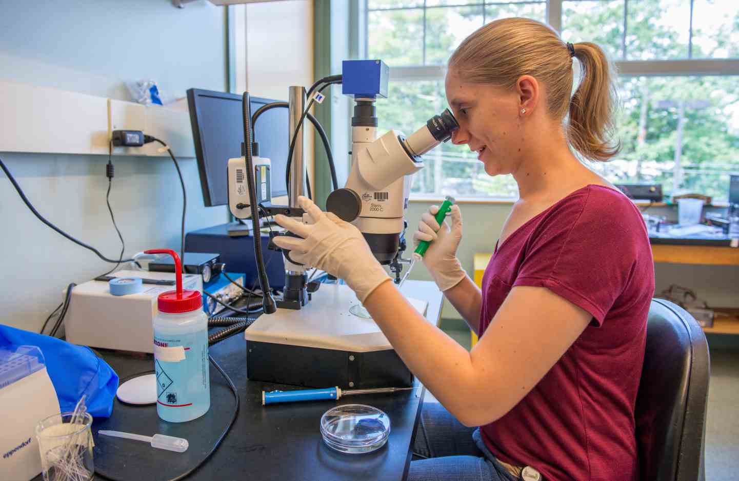 Ph.D. student working in a lab, looking into a microscope.